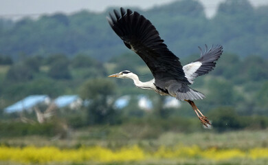 Wall Mural - A grey heron taking off in flight across a UK nature reserve. 