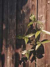Plant Growth On Old Wood Wall With Copy Space For Text