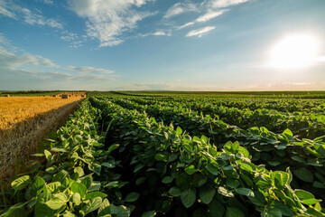 Wall Mural - A verdant soybean field with an abundance of health benefits