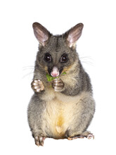Brushtail Possum Aka Trichosurus Vulpecula, Sitting Facing Front. Looking Straight To The Camera. Eating Fresh Green Spinach From Paws. Isolated Cutout On A Transparent Background.d