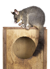 Leinwandbilder - Brushtail Possum aka Trichosurus vulpecula, sitting side ways on wooden box. Looking  side ways away from camera. Paws and nails on edge of circle. Tail hanging down. Isolated cutout on a transparent 