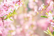 © Наталья некрасова - A sprig of almonds with a pink flower. A flowering almond tree in the garden. Spring flowers. Beautiful almond blossoms on a blurry background.