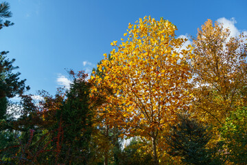 Wall Mural - Golden autumn in the landscaped garden. Yellow leaves of Tulip tree (Liriodendron tulipifera) and Liquidambar styraciflua or American sweetgum.