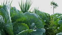 Farmland Planted With Cabbage And Leek Vegetables That Are Still Wet With Dew On A Sunny Morning