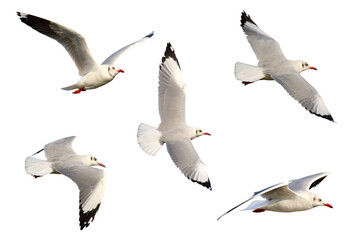 Wall Mural - Beautiful seagulls flying isolated on transparent background png file