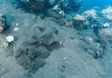A Bluespotted Ribbontail Ray Emerges From Its Sandy Hide Out At Komodo Island