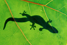 A Silhouette Of A Gecko Sunning Itself On A Green Leaf In Hawaii.