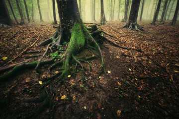 Wall Mural - tree roots in dark mysterious forest