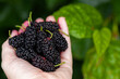 © Austockphoto - Fresh ripe mulberries held in hand with copy space