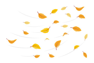 Wall Mural - vector illustration of falling leaves. vector falling flying autumn leaves