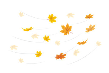 Wall Mural - vector illustration of falling leaves. vector falling flying autumn leaves