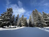 Fototapeta Natura - Picturesque canopies of alpine trees in a typical winter atmosphere after the winter snowfall over the Lake Walen or Lake Walenstadt (Walensee) and in the Swiss Alps, Amden - Switzerland / Schweiz