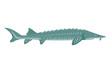 Sturgeon. Fish isolated on white background. Vector illustration flat design.