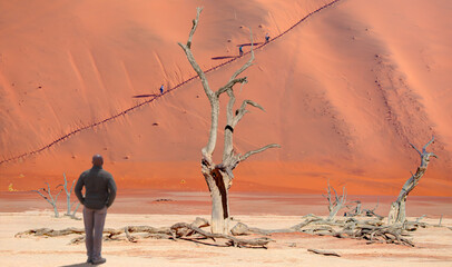 Wall Mural - Dead Vlei in Namib desert, peoples climbing to top of dune, Namibia, Southern Africa 