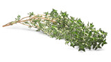 Fototapeta  - Thyme (Thymus vulgaris) isolated png