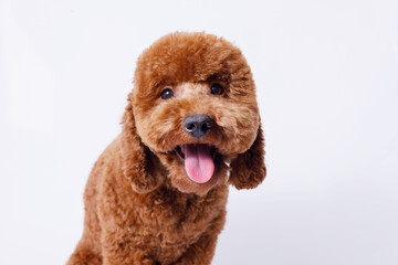 Wall Mural - Portrait of a charming, happy toy poodle puppy breed on a chair on grey background. Cute smiling dog sitting on a chair Free space for text. Wide angle horizontal wallpaper or web banner. 