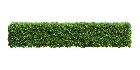 tropical flower shrub bush fence tree isolated plant