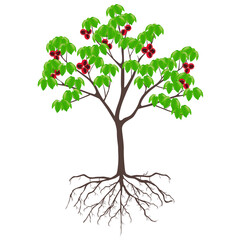 Wall Mural - Sterculia quadrifida tree with fruits and roots on a white background.