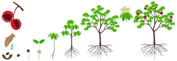 Wall Mural - Cycle of growth of sterculia quadrifida tree on a white background.