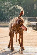 Rhodesian Ridgeback Dog Shaking Off Water On Hot Summer Day