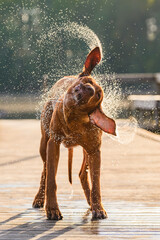 rhodesian ridgeback dog shaking off water on hot summer day