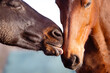 Black and bay horses play. Horse heads close up against the sky. Horseship, relationship young horses