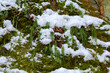 Moody green plants growing through snow on a hill slope in winter, low angle view, Hello spring, Goodbye winter concept.