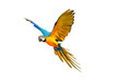 Colorful flying parrot isolated on transparent background png file 