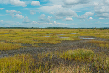 spring landscape in the swamp.
