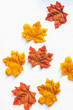Maple leaves on white background, maple background. Group of maple leaves.
