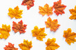 Maple leaves on white background, maple background. Group of maple leaves.