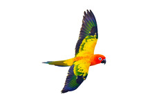 Sun Parakeet Bird Flying Isolated On Transparent Background Png File	