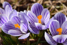 Purple And White Striped Pickwick Crocus Flower Close Up. Beautiful Floral Background.