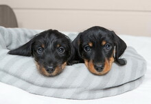 Cute Puppies Of A Wire-haired Dachshund Are Lying On The Bed. Portrait Of Dogs.