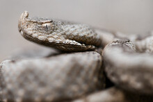 Close-up Of Snouted Viper