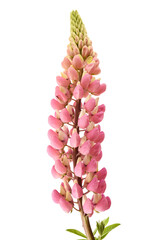 Wall Mural - Pink lupin flower