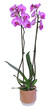 Orchidée phalaenopsis 2 tiges	