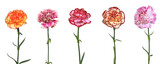 Oeillets des fleuristes
