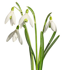 Wall Mural - Galanthus nivalis