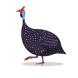 Fototapeta  - Guinea Fowl Cartoon Flat Illustration walking