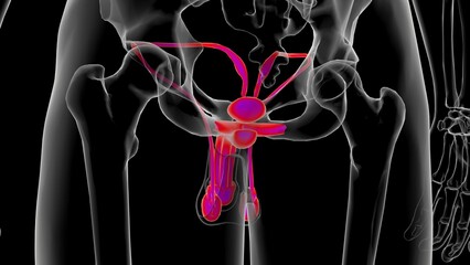 Wall Mural - Male Reproductive System Anatomy For Medical Concept 3D Rendering