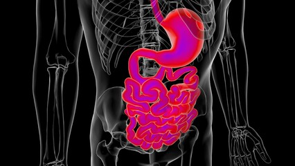 Wall Mural - Human stomach anatomy for medical concept 3D rendering