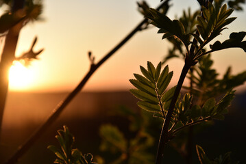 Wall Mural - Beautiful mountain ash leaves in the summer setting sun. Beautiful yellow sunset and green leaves in summer.