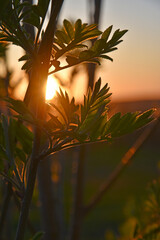 Wall Mural - Beautiful mountain ash leaves in the summer setting sun. Beautiful yellow sunset and green leaves in summer.