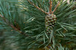 Green young pine cone on a tree at sunset, close-up. A pine branch with green needles and a coniferous cone in summer. Means of alternative medicine.