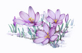 Fototapeta  - Krokus, krokusy, fioletowe kwiaty, wiosna, przebiśniegi, śnieg, kwiaty wyłaniające się ze śniegu