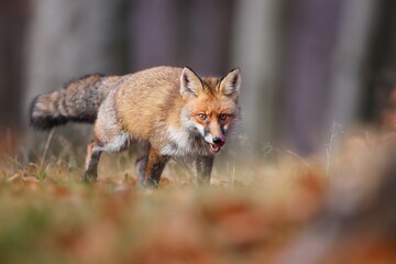 Wall Mural - Red fox, vulpes vulpes, approaching on dry grassland in autumn nature. Orange predator with tongue out coming closer on meadow. Furry mammal licking on field.