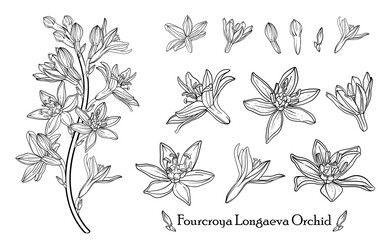 Wall Mural - Fourcroya Longaeva Orchid. Graphic flowers Graphic. Vector flowers.