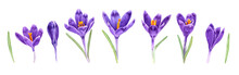 Set Of Hand Drawn Purple Crocus Flower. Watercolor Illustration Isolated. Spring Crocuses Flowers Drawing. Background. Hand-painted Floral. Can Be Used As A Print On Invitation, Cards, Banner, Poster.
