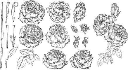 Wall Mural - Hand-drawn floral set, a collection of roses